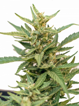 Auto THC-Victory - картинка 1