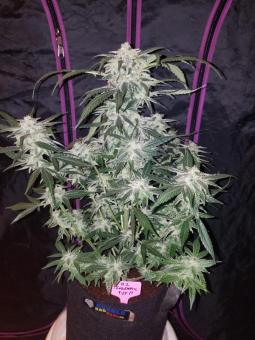 Tangie Auto - картинка 9