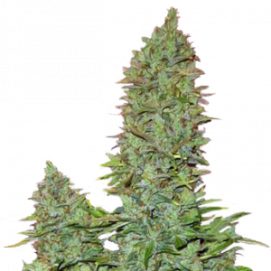 OGRE Auto