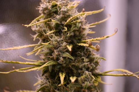 Amnesia Zkittlez Auto - картинка 1
