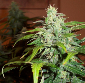 Lowryder autofem (IBL) - картинка 5