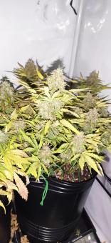 Auto Critical Orange Punch - картинка 4