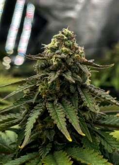 Super Critical - картинка 1