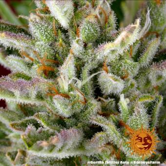 Gorilla Zkittlez Auto - картинка 9