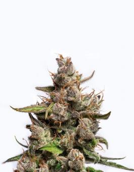 Purple Lemonade Auto - картинка 5
