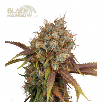 Black Rainbow - картинка 1