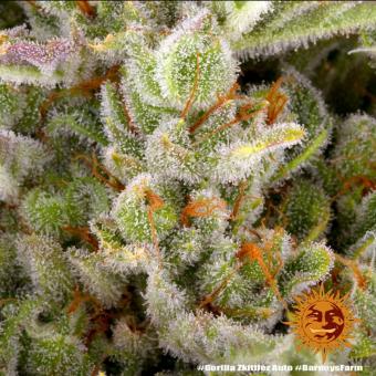 Gorilla Zkittlez Auto - картинка 11