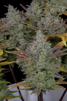 Gorilla Cookies Auto - картинка 6