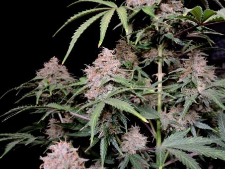 Amnesia Zkittlez Auto - картинка 6
