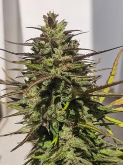 Cinderella Auto - картинка 5