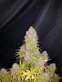 Gorilla Auto (Gorilla Glue Auto) - картинка 2