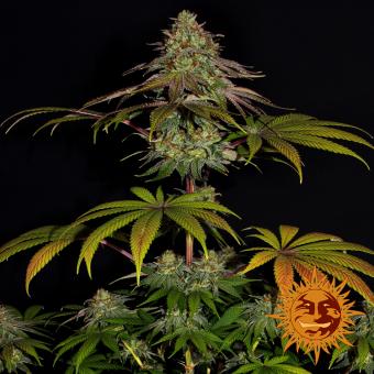 Wedding Cake - картинка 2