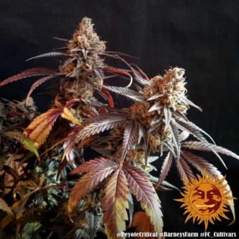 Peyote Critical - картинка 7