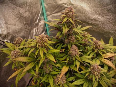 Orange Sherbet Auto - картинка 4