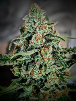 Gorilla Zkittlez Auto - картинка 8