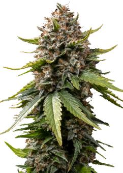 White Widow XXL Auto - картинка 1