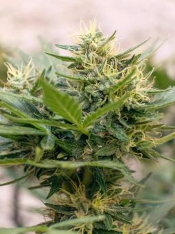 Auto THC-Victory - картинка 2