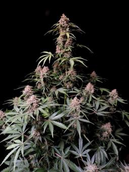 Amnesia Zkittlez Auto - картинка 2