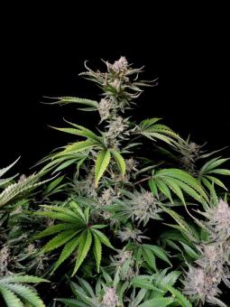 Cherry Cola Auto - картинка 6