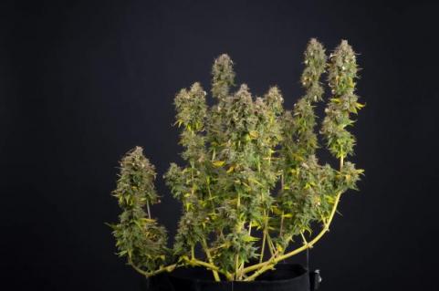 Cookies and Cream Auto - картинка 4