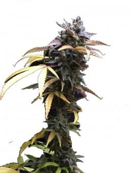 White Magic - картинка 3